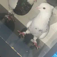 ی جفت طوقی الماسی و زرین|پرنده|چابهار, |دیوار