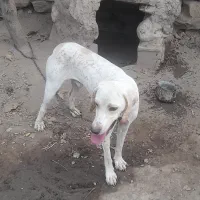 سگ دمبلان|سگ|گلی داغ, |دیوار