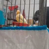 قناری|پرنده|پاکدشت, پاکدشت (مامازند)|دیوار