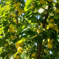 باغ روستای خوش آب و هوای زواریان|فروش زمین و ملک کلنگی|سلفچگان, |دیوار