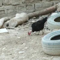 مرغ‌ محلی تخم گذار سالم واکسن خورده سن زیر دوسال|حیوانات مزرعه|رامهرمز, |دیوار