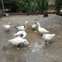 فروش قاز محلی