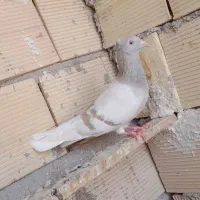 کفتر