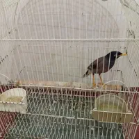 مرغ مینا با قفس