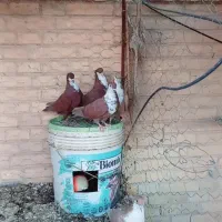 کفتر فروشی کرباتی|پرنده|بهرمان, |دیوار