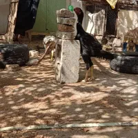 7 تا خروس لاری معاوضه