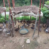 تعدادی غاز و اردک محلئ بفروش میرسد