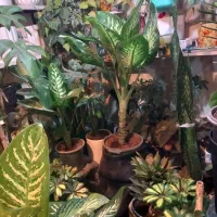 گل گیاه آپارتمانئ