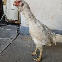 مرغ لاری|حیوانات مزرعه|نگین شهر, |دیوار