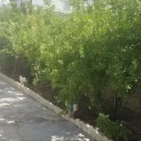 فروش1000مترزمین جلو خیابان زاغه