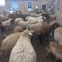 فروش گوسفند ماده