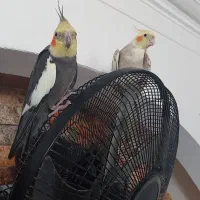 عروس هلندی