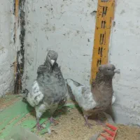 کله هفت رنگ، کرباتی، کلاغ کربلایی معاوضه