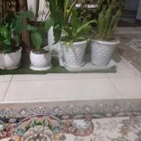 آپارتمانی|گل و گیاه طبیعی|شاهین‌شهر, شهرک میلاد|دیوار