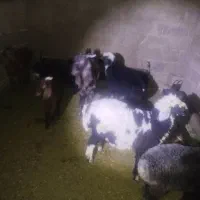 6 عدد بره 1 کهره|حیوانات مزرعه|داراب, |دیوار