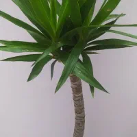 یوکا بلند دو سر تنه دار فقط 380