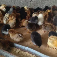 جوجه مرغ محلی نژاددار