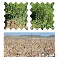 پربار برای کشاورزان