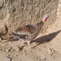 فروش بوقلمون|حیوانات مزرعه|فسا, |دیوار