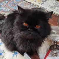 اسکاتیش پرشین|گربه|کرمان, |دیوار