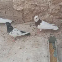 چند عدد پرنده|پرنده|مسجد سلیمان, |دیوار