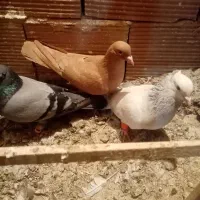 گرفتنی های ایزی