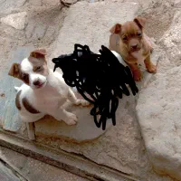 توله پاکوتاه جک راسل تریر