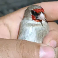 سهره کرمانی درشت