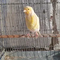 قناری ماده جفت سهره ۴ تخمه تضمینی درشت