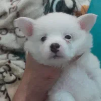 فروش توله پامر اشپیتز