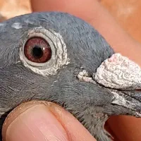 پلاکی|پرنده|بندر کنگان, |دیوار
