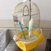 عروس هلندی لو تینو|پرنده|نجفآباد, یزدانشهر|دیوار