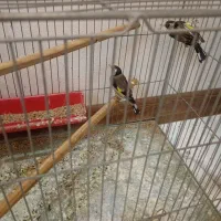 سهره ماده کهنه|پرنده|اصفهان, ملکشهر|دیوار