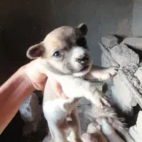 پاکوتاه خشگل|سگ|فیروزه, |دیوار