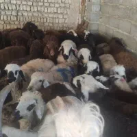 بزغاله میش بره