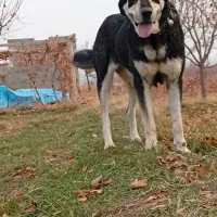 ماده پژدر اصل