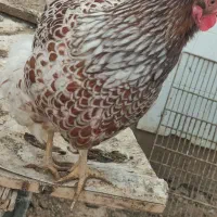 ( تخم مرغ ) مرغ ویاندوت اورنج