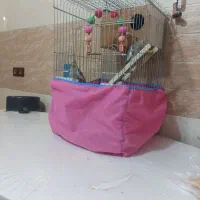 دوتا عروس هلندی