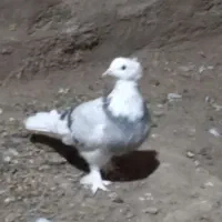 کفتر کاکلی ماده|پرنده|بسطام, |دیوار