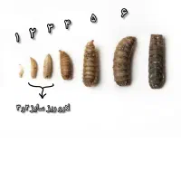 میلورم ، لارو مگس سرباز سیاه