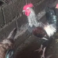 خروس محلی بزرگ|حیوانات مزرعه|رضوانشهر, |دیوار