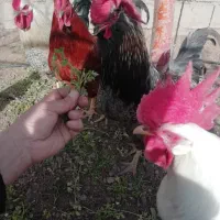 معاوضه خروس نژادی با جوجه