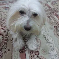 شیتزوتریر|سگ|شاندیز, |دیوار