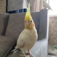 عروس هلندی ماده