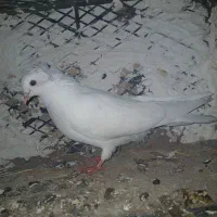 کبوتر|پرنده|اردبیل, |دیوار