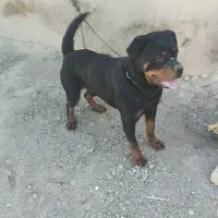 واگذاری سگ نر روتوایلر اصل3 ساله