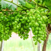 غوره آبدار درجه ۱