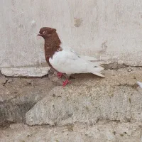 نر سینه قهوه ای