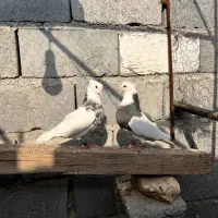 کفتر طوقی|پرنده|رودان, |دیوار