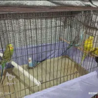 مرغ عشق|پرنده|فردیس, نگارستان|دیوار